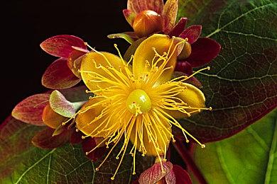 开发者表示《博德之门3》第一幕仍将加入很多内容